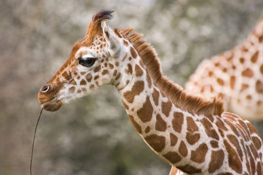 Baby giraffe playing with wooden stick - horizontal image