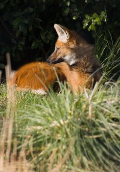 Maned wolf laying in the grass resting - vertical