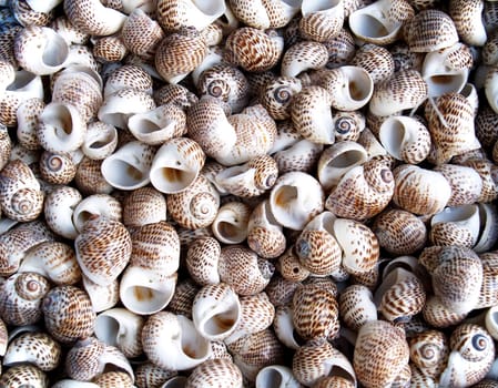 Seashells from the Mediterranean which can be used as a background