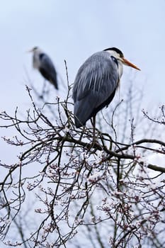 Grey herons in a blooming tree in spring - vertical image