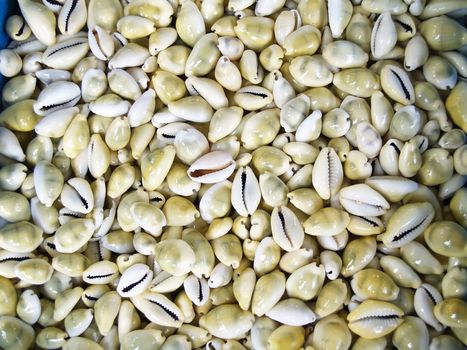 Seashells cowrie from hawaii which can be used as a background