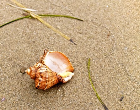 seashell from the Mediterranean and Black Sea lays on coast sand