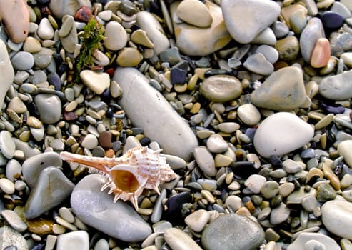 seashell from the Mediterranean and Black Sea lays on sea pebble