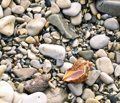 seashell from the Mediterranean and Black Sea lays on sea pebble