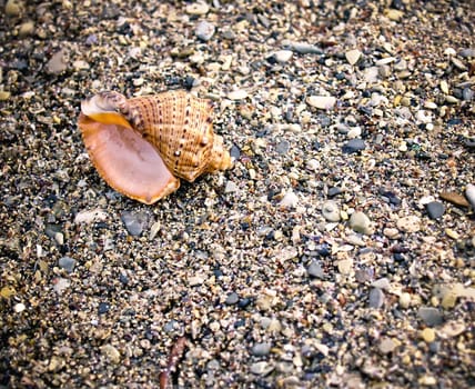 seashell from the Mediterranean and Black Sea lays on sea pebble