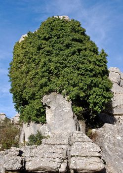 Stone Tree