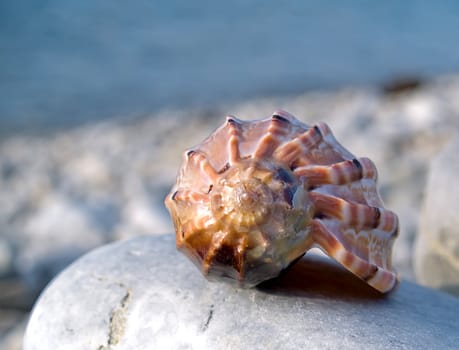Beautiful seashell from the Mediterranean on a stone