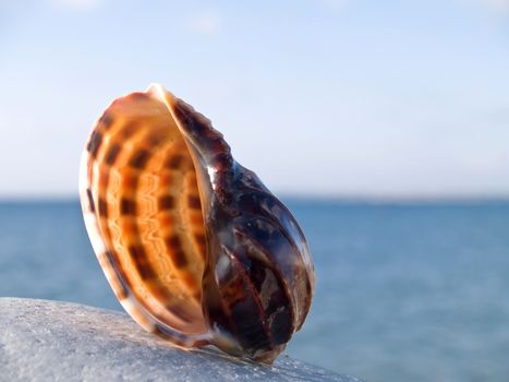 Beautiful seashell from the Mediterranean on a stone