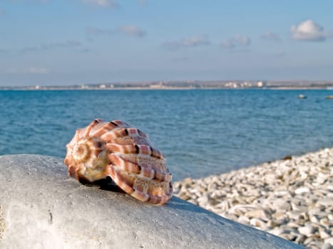 Beautiful seashell from the Mediterranean on a stone