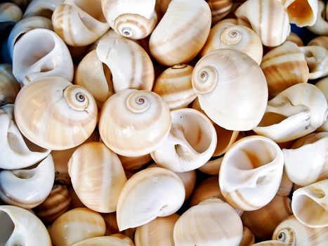 Seashells from the Mediterranean which can be used as a background