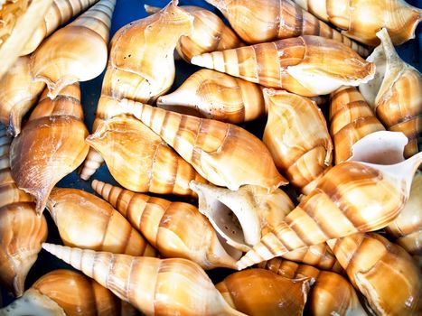 Seashells from the Mediterranean which can be used as a background