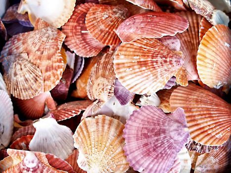 Seashells from the Mediterranean which can be used as a background