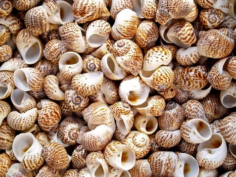 Seashells from the Mediterranean which can be used as a background