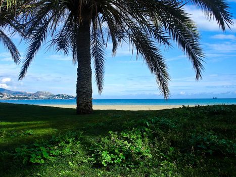  Beach and Sea View From Under a Palm Tree