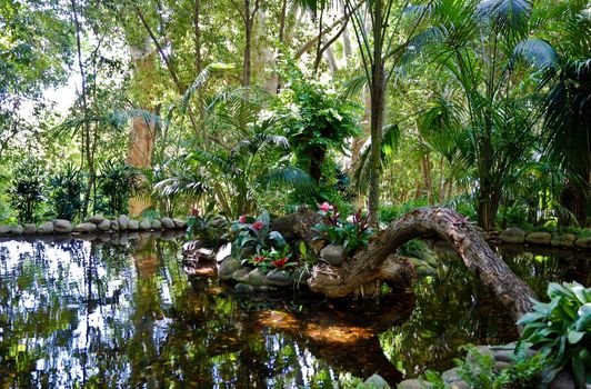 Jungle Pond