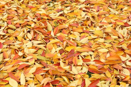 Colourful autumn leaves on the ground, background