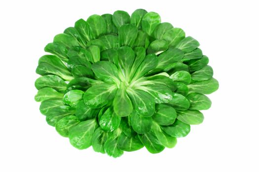 Lambs lettuce, corn salad isolated on white