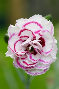 dianthus