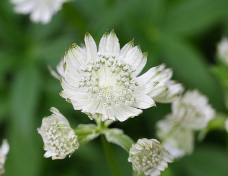 astrantia in flower