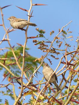 Two sparrows perched on a acacia twig