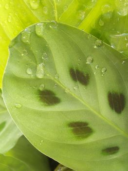 Waterdrop on a green leaf