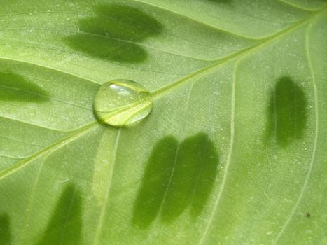 Waterdrop on a green leaf