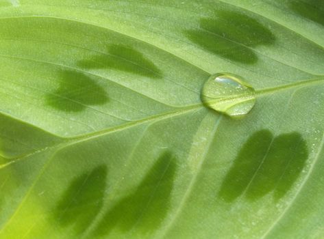 Waterdrop on a green leaf
