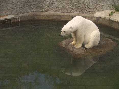 White bear in zoo sitting on small island