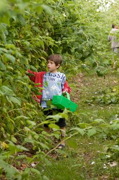 Boy holding a basket picking raspberries