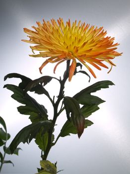 Yellow aster on a background with art lighting