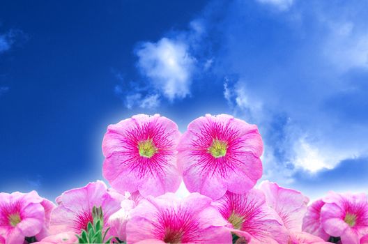 Pink Bright Petunias In Blue Sky