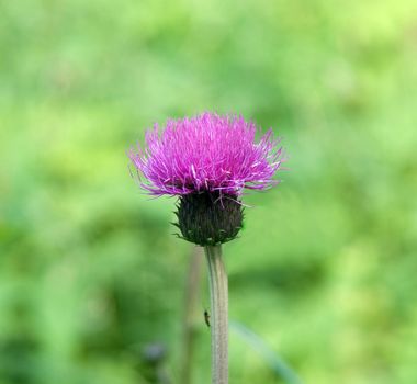 Purple thistle on green background