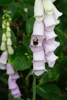 foxglove and bumble bee