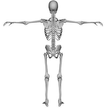 3D rendered skeleton on white background isolated