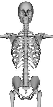 3D rendered skeleton on white background isolated