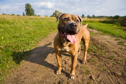 American staffordshire terrier on the field road