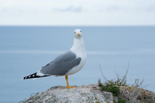Seagull stand on skerry at the seaside