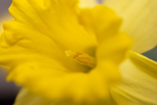 a macro picture of the daffodil