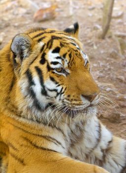 tiger in centre of the rehabilitations animal