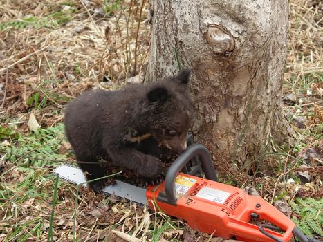 Bear cub in the center of rehabilitation of animals