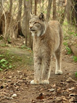 Lynx in centre of the rehabilitations animal