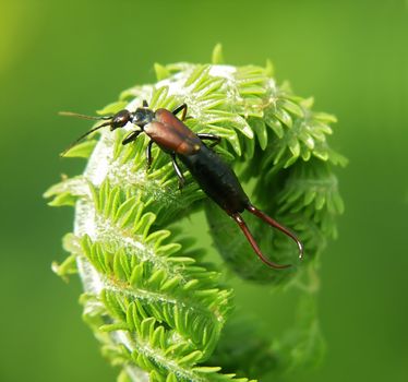 Insect on a plant in a wood