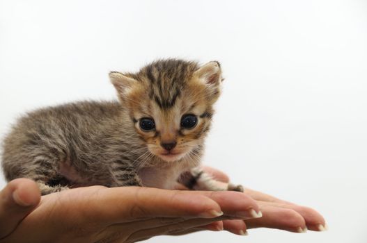 Isolated Hands holding small bengal cat pet - animal protection theme