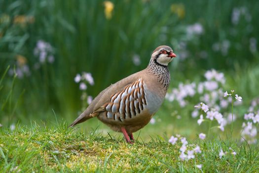 Red legged partridge amongst spring flowers