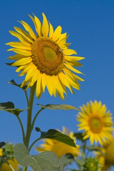 Single sunflower against a brilliant blue sky