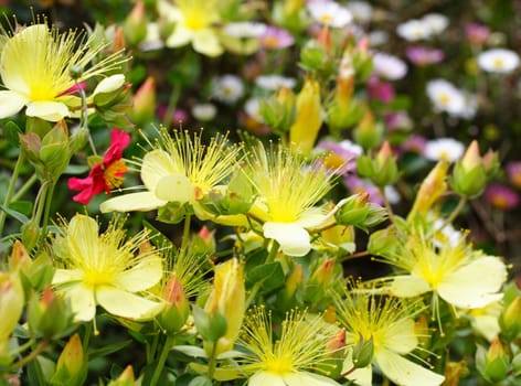 hypericum