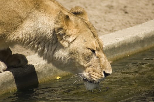 lion is drinking a lot of water because of the heat