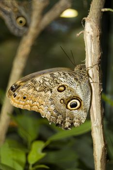 newborn morpho peleides