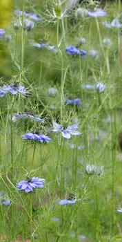 nigella