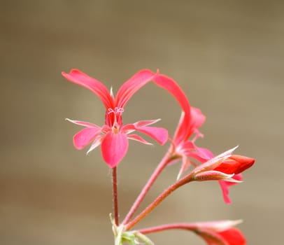 geranium